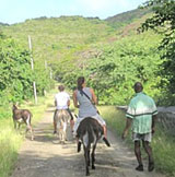 Donkey Treks around Carriacou are also available